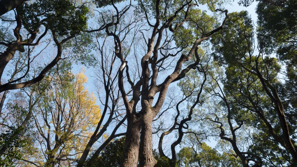 Miško tyloje slepiasi žiemiška gyvybė: mažos, ryškios būtybės, apie kurias nežino net patyrę žygeiviai