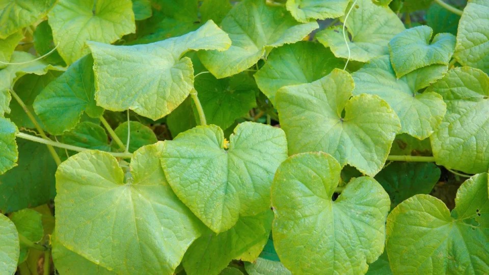 Nepastebėjus šių ženklų laiku – prarasite visą derlių: viena paprasta priemonė gali viską pakeisti