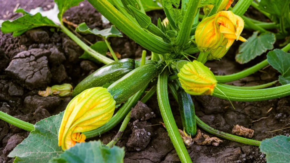 Cukinijos žydi, bet vaisių nė su žiburiu nerasi: pasitikrinkite, ar nedarote šios kritinės klaidos