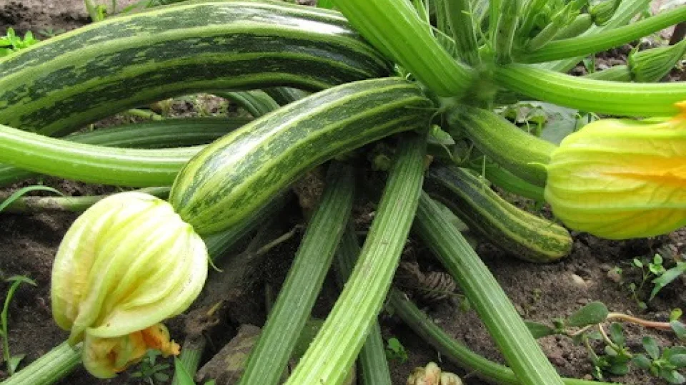 Kada skinti cukinijas, kad jos būtų pačios skaniausios? Sodininkai atskleidžia didelę paslaptį
