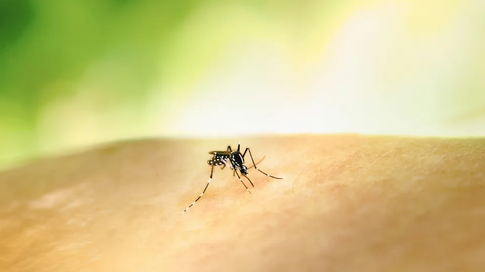 Uodų įkandimai: nepurškite repelento ant veido ir neignoruokite alerginės reakcijos simptomų