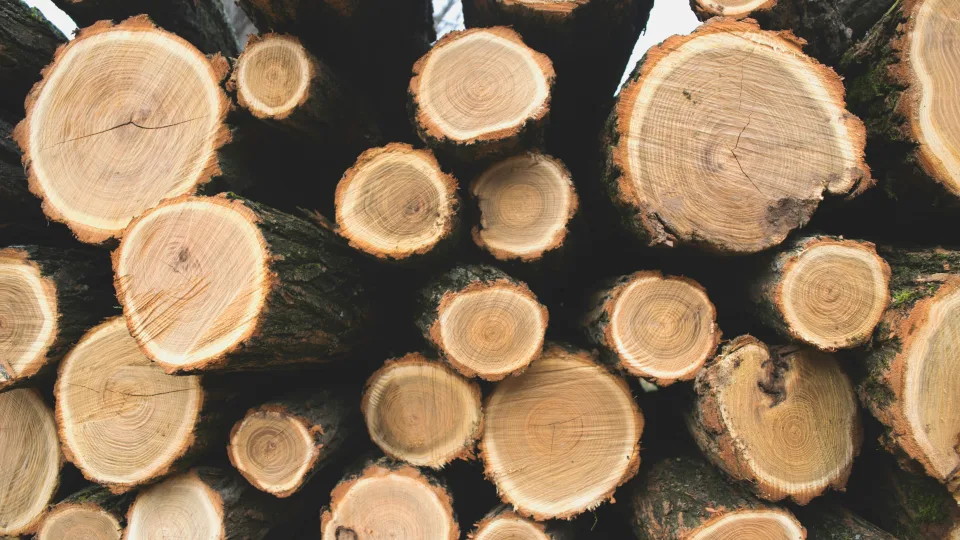 Revoliucija statybų sektoriuje: mediena tvirtesnė už betoną, tai gali perrašyti statybų ir klimato kaitos istoriją