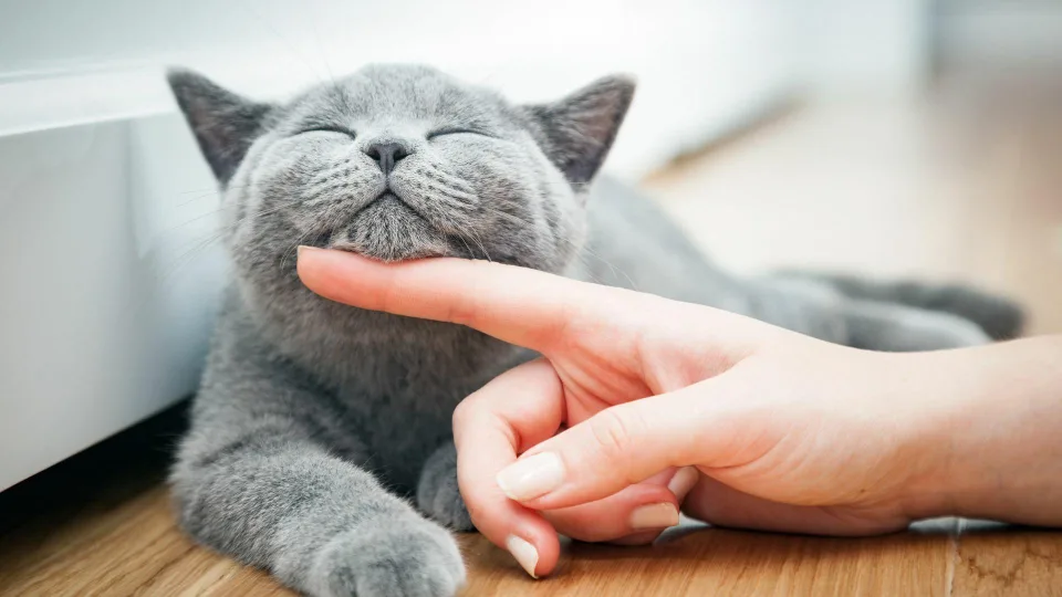Veterinarai skambina pavojaus varpais: sąnarių ligos vis dažniau užklumpa net ir jaunas kates