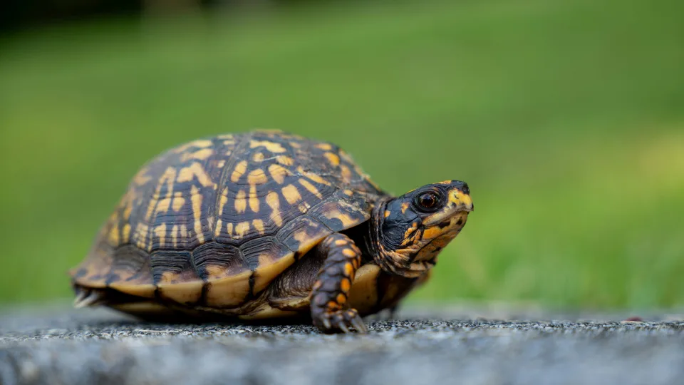 Lenkijoje esančiame tvenkinyje užfiksuotas stebuklas: aptikti pelkinių vėžlių jaunikliai suteikė vilčių rūšies išlikimui