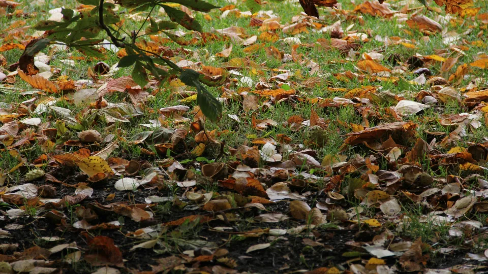 Rudens šalnų spąstai: pasakė, kaip laiku apsaugoti savo sodą ir pasirūpinti dekoratyviniais medžiais