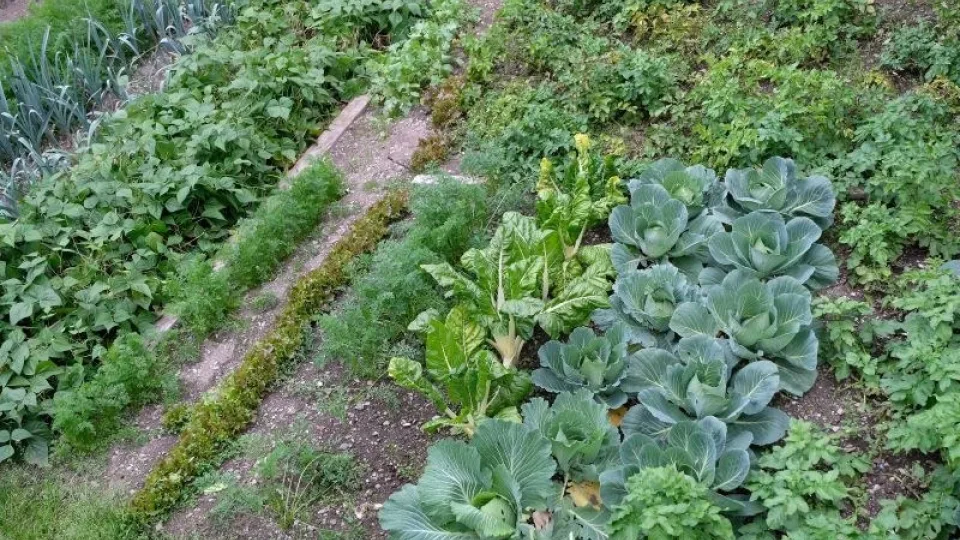 Pasirūpinkite daržuose augančiomis daržovėmis: ši klaida gali kainuoti visą derlių, veiksmus atlikite dabar