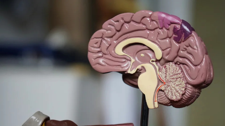 Mokslininkai rado natūralų būdą, galintį sustabdyti Alzheimerį, realus poveikis smegenims stulbina