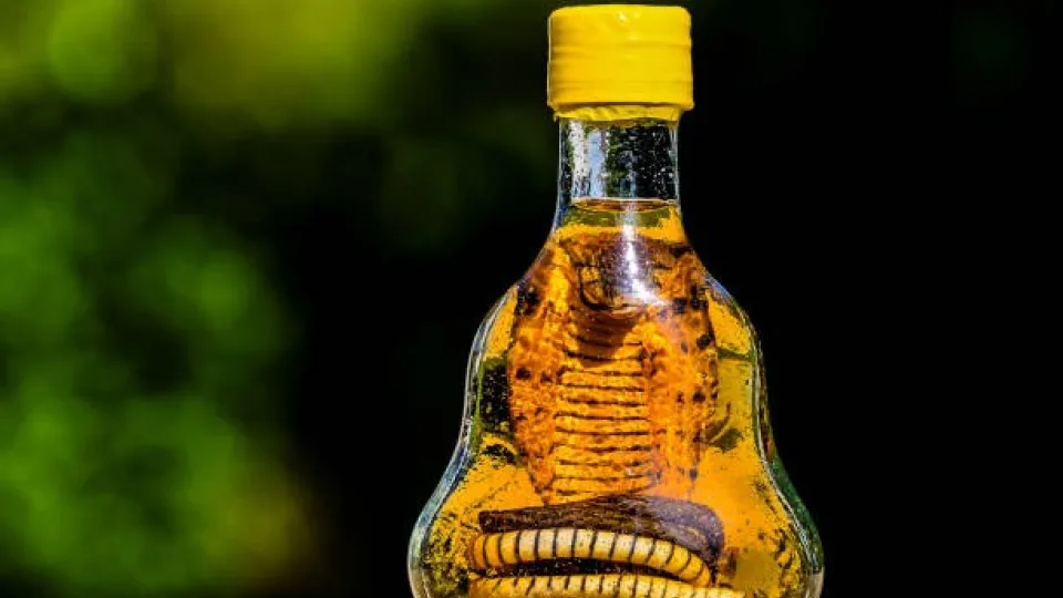 Paslaptingos Šiaurės Korėjos gyvatės: alkoholis išsaugojo tai, ko nesugebėjo politika