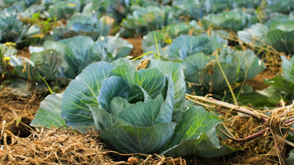 Vitaminų bomba ant jūsų stalo: nepatikėsite, bet ši daržovė valgoma jau daugiau nei 4 tūkst. metų ir vis džiugina