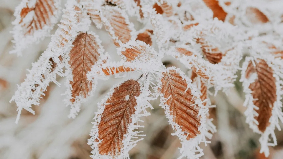 Sinoptikai ragina ruoštis orų pokyčiams: netrukus Lietuvą užklups ne tik šaltis, bet ir sniego lavina