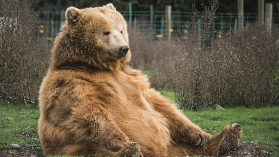 Lokiai per kelis mėnesius priauga dešimtis kilogramų, atskleista, kaip gamta juos tam paruošė