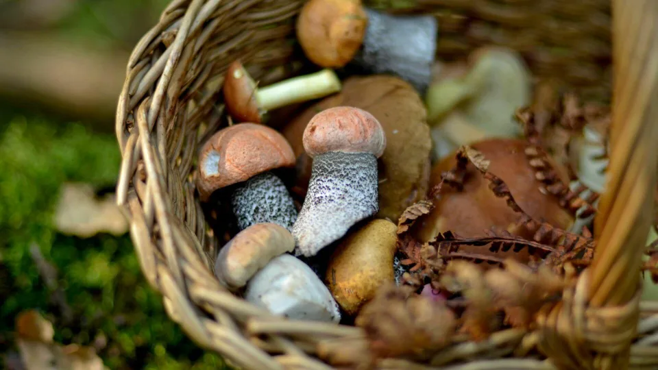 Pajutote šiuos simptomus po grybų? Gali būti, kad tai labai pavojingas apsinuodijimas