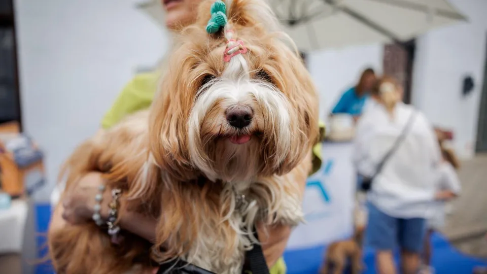 Nuo „puppuccino“ iki gimtadienio tortų: šiandien šunys valgo ledus, geria alų ir švenčia gimtadienius