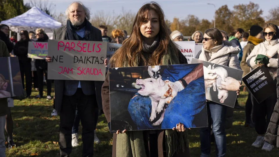 Didžiausias protestas prie VMVT: paršelius vis dar leidžiama kankint, ar teisingumas pakrypo į pinigų pusę?