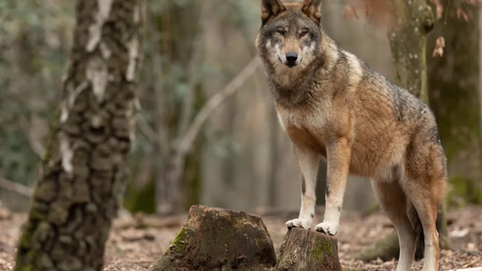 Iš Baltarusijos į Lietuvą atklydus vilkų gaujai, mokslininkės patarimai, ką daryti sutikus plėšrūną