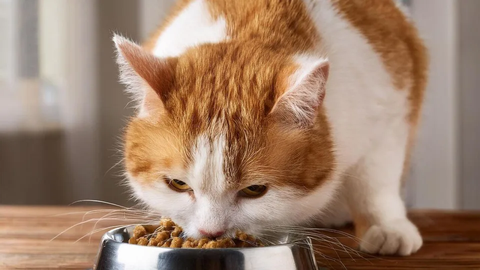 Visa tiesa apie skanėstus: veterinarijos gydytojo patarimai šeimininkams, kaip neperšerti kačių