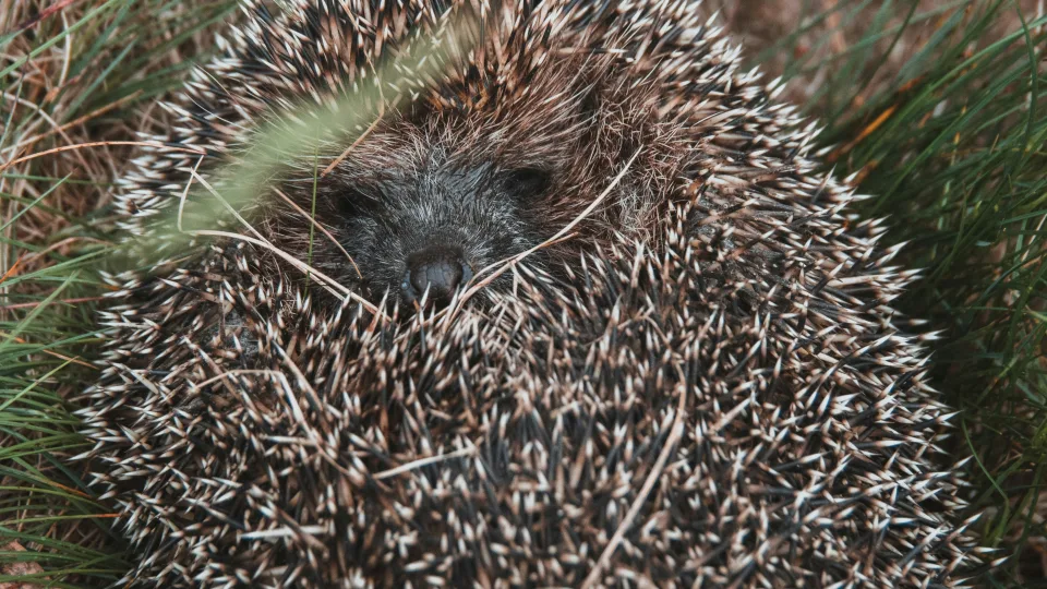 Skubus perspėjimas visiems lietuviams: jei kieme rasite tokį radinį, jokiu būdu neskubėkite jo liesti