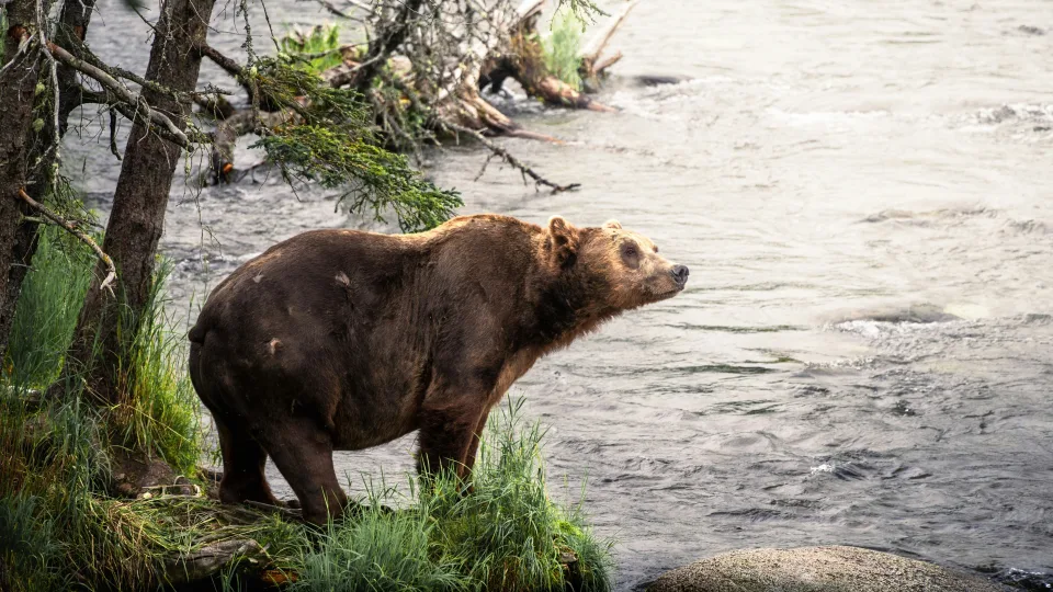 Nusikaltimas, kuris sukrėtė gamtosaugininkus: medžiotojo nusikaltimas Latvijoje kelia klausimus ir Lietuvoje