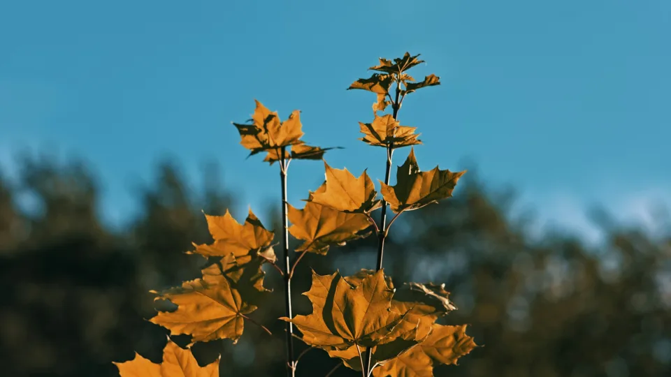 Sinoptikai įspėja dėl orų šį savaitgalį: rūkas padengs dalį šalies, matomumas bus neįtikėtinai blogas
