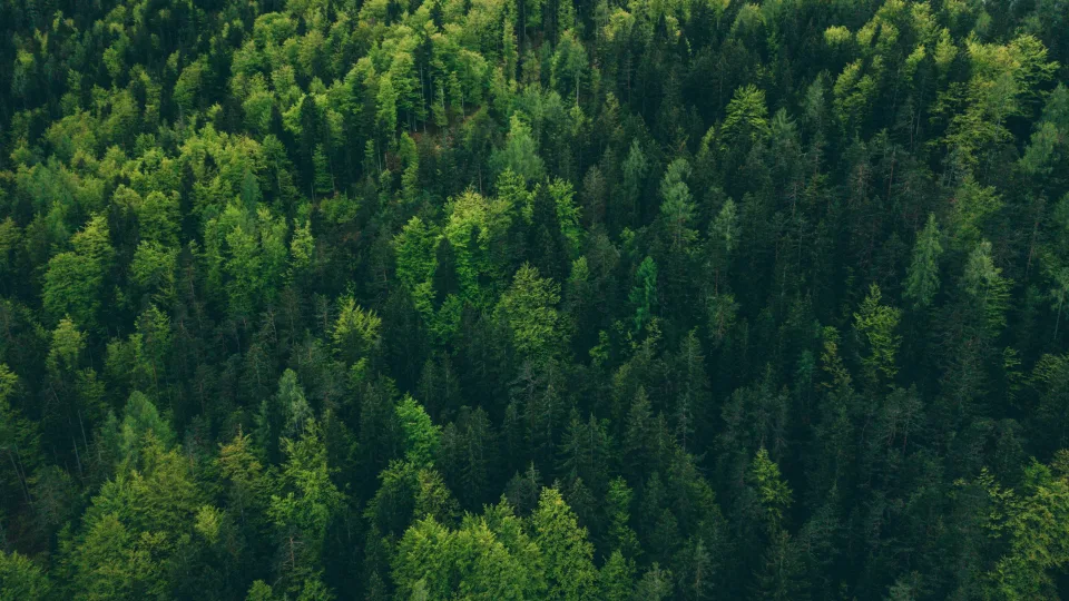 Lietuva nustebino visą Europą: medžių daugėja greičiau nei jie nyksta, pasakė, kas slypi už skaičių