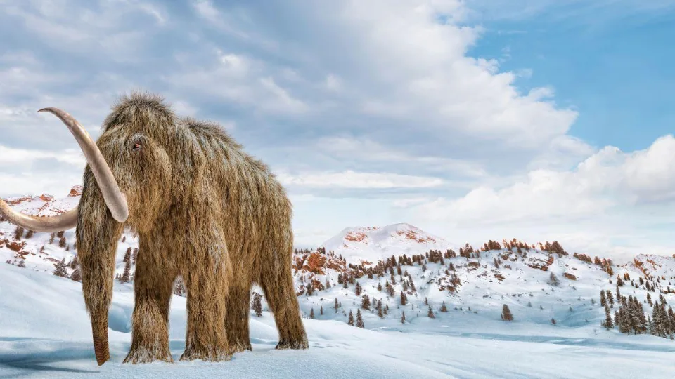 Mokslininkai pagaliau išsiaiškino, kas nužudė mamutus. Nauji įrodymai pateikė netikėtų detalių