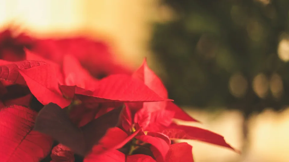 Pamirškite puansetijas: ši mažai žinoma gėlė kvepia meduoliais ir pražysta būtent švenčių metu