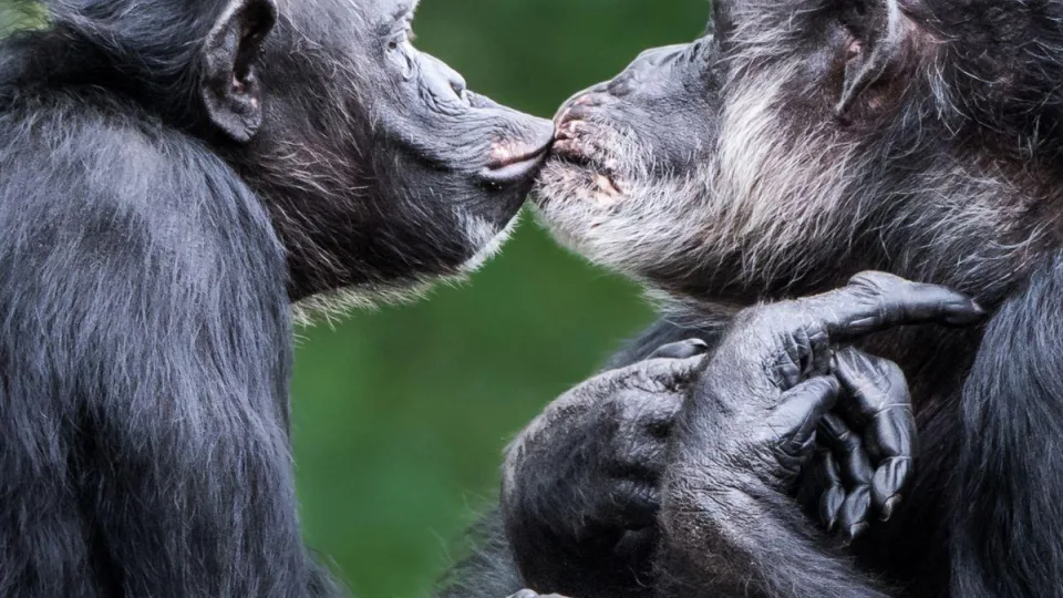 Šokiruojantis atradimas: žmonių bučiniai prasidėjo prieš 21 milijoną metų, dar iki atsirandant žmonėms