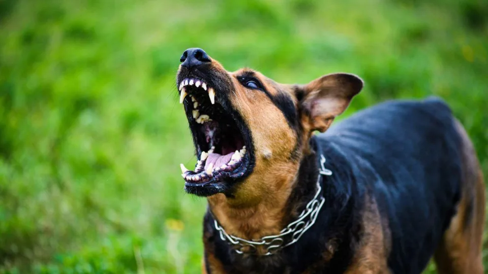 Šokiruojanti tiesa už pasiutligės: štai kaip ji veikia mūsų ląsteles