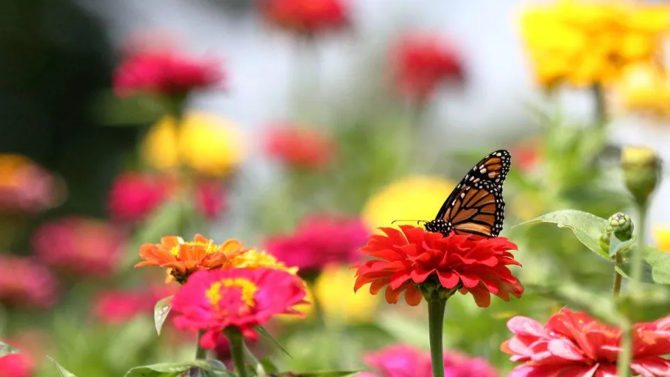 Didelis pavojus gręsia maisto ištekliams. Ar galime tai sustabdyti, kol dar ne per vėlu?