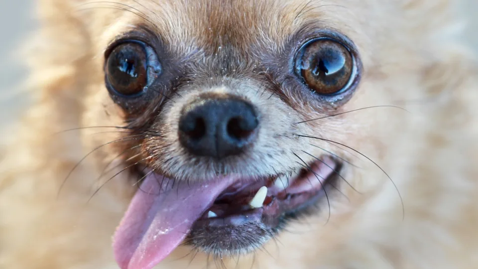 Šunys visai ne tokie naminiai, kaip manėme: mokslininkai atskleidė gluminančią šunų kilmę