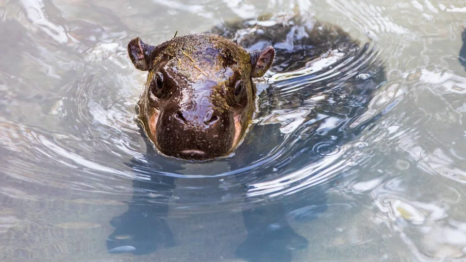 Pabėgo nuo kiemo nelaisvės ir tapo legenda: šis begemotas sulaukė stulbinančio amžiaus