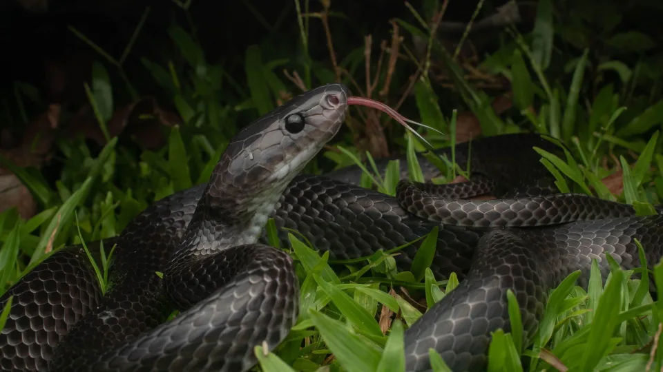 Paslaptinga juoda gyvatė suglumino mokslininkus: atrodė pažįstama, bet klaidino 10 metų