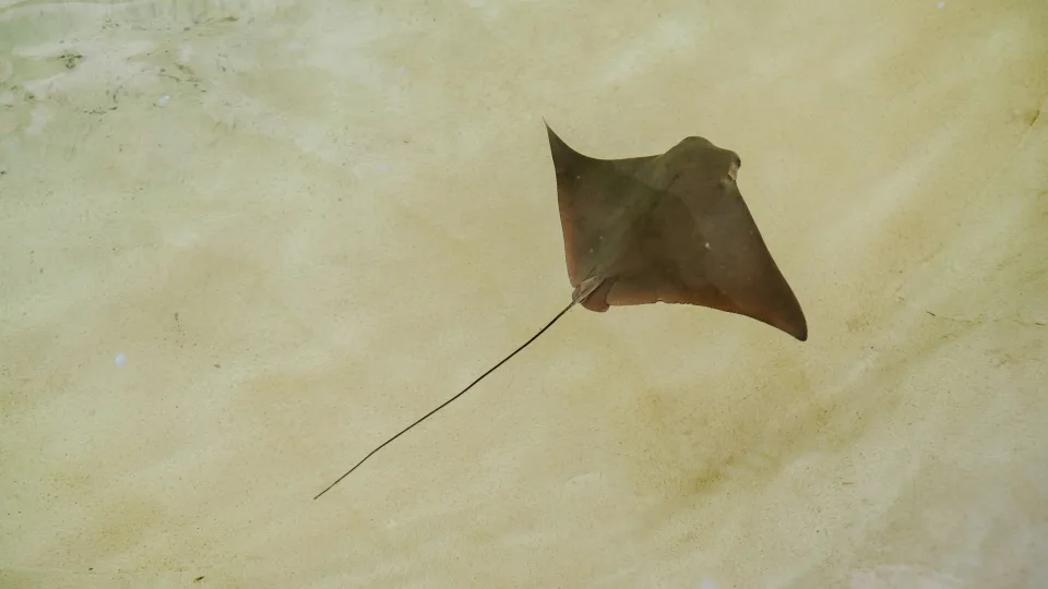 Naujas robotas verčia pamiršti baterijas: nereikia jokių laidų ir veikia tarsi gyvas organizmas