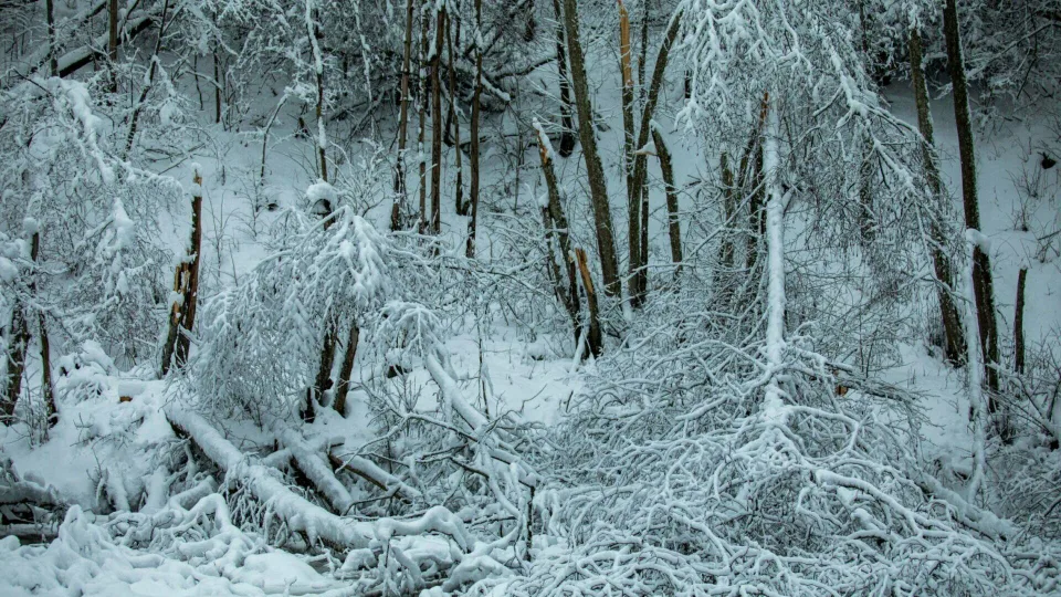 Snygis gali kainuoti tūkstančius eurų: miško savininkai raginami veikti kol dar ne per vėlu