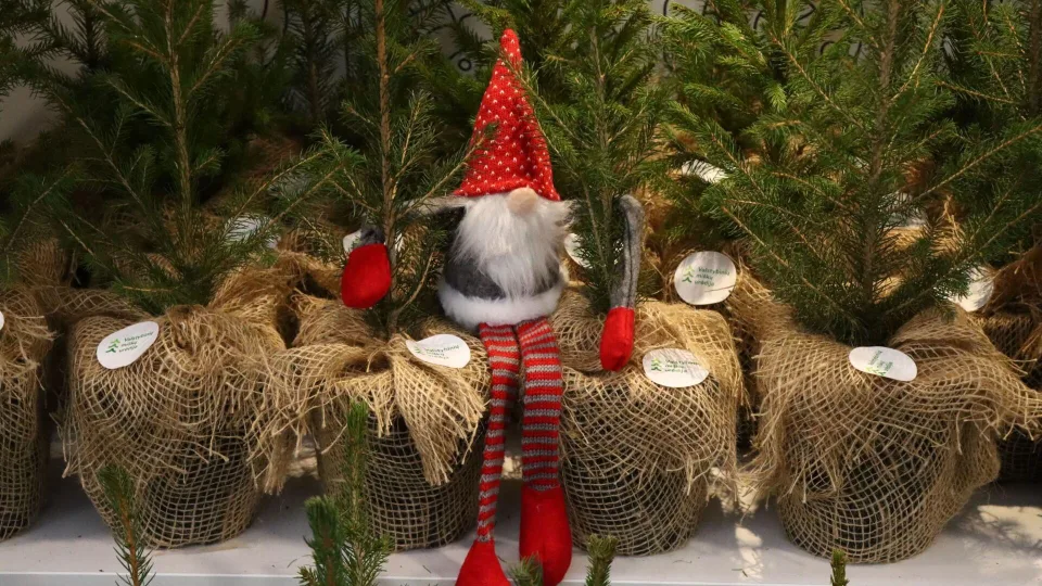 Lietuvoje prasidėjo eglučių karštligė: rinksitės iš miško, medelyno ar vazoninę, kurią galėsi pasisodinti?