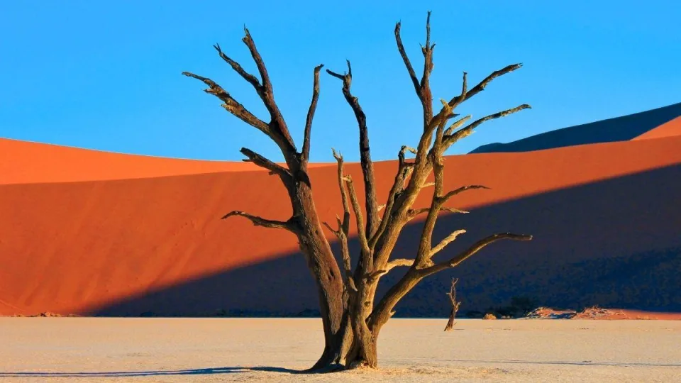 Senas atradimas gąsdina mokslininkus: štai kodėl augalai gali nustoti gelbėti mūsų planetos klimatą
