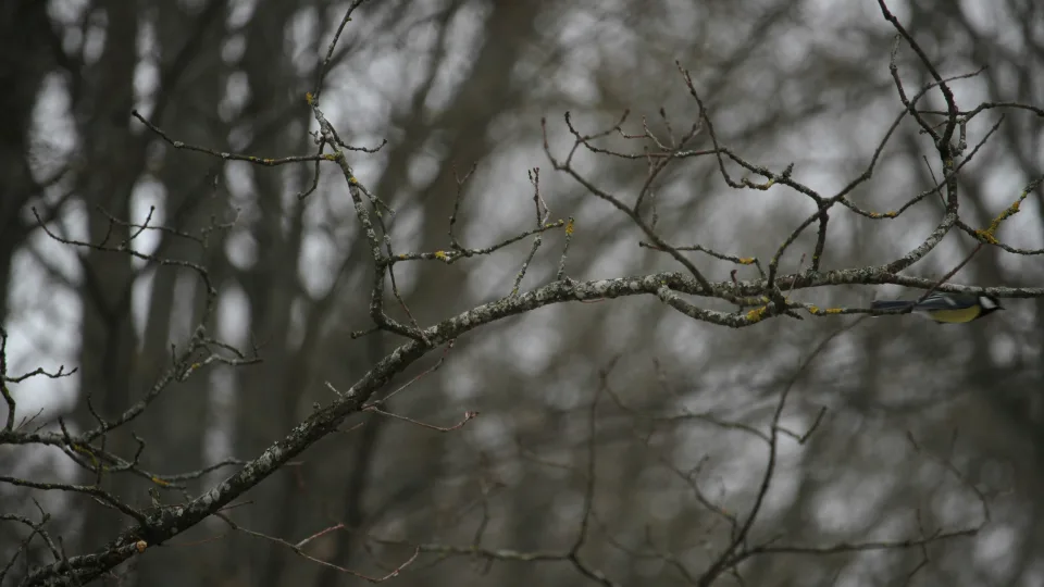 Sinoptikai išsižadėjo gruodžio šaltuko: Lietuva patirs orų pokytį, kuris stulbina net specialistus
