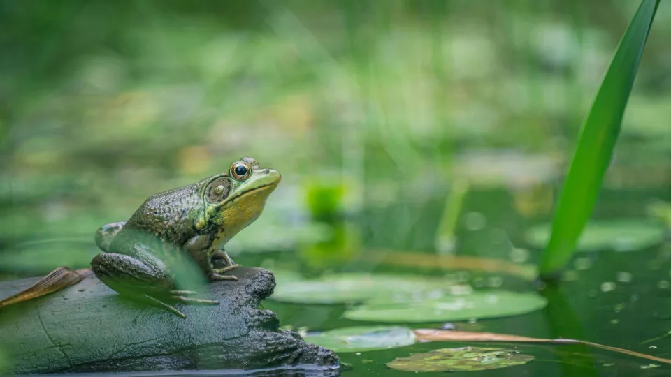 Šokiruojantis atvejis Šanchajuje: moters plaučiuose aptiktas parazitas, kurio ten neturėtų būti