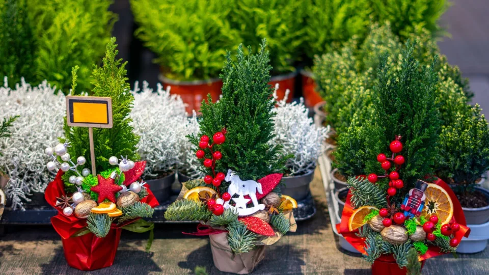 Prasideda prekyba kėniais: įsidėmėkite 5 dalykus, kad namuose jų spygliai nenubyrėtų iki Kalėdų