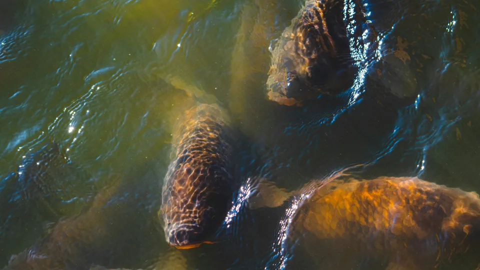 Stebuklingi marinatai, kurie paverčia karpį švelniu delikatesu ir pašalina specifinį kvapą
