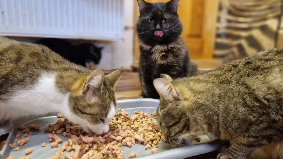 Alergija, atostogos ar atsakomybės baimė? Priežastys, kodėl po Kalėdų keturkojai grįžta į prieglaudą