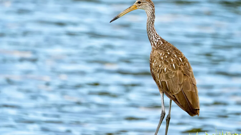 Paukščių žieduotojo atlygis: atskleidžiamos toli nuo Lietuvos nukeliavusių sparnuočių istorijos