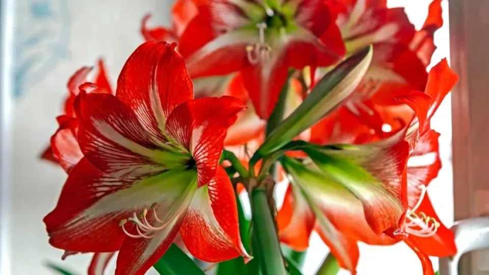 Norite, kad amarilis pražystų per Kalėdas? Tai privalote padaryti dabar, kitaip žiedų nesulauksite