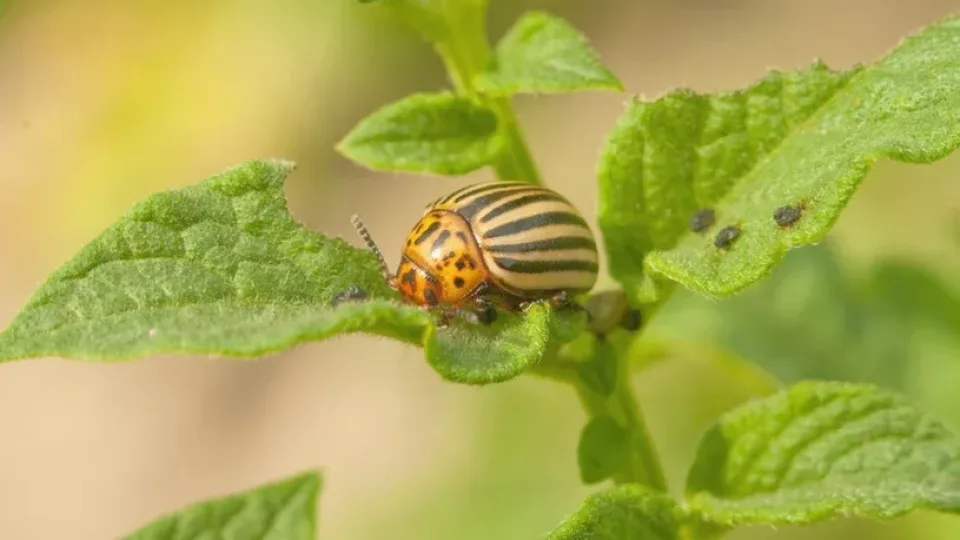 Pamiršk parduotuvinius insekticidus: šis senas metodas naikina kolorado vabalus greičiau nei bet kas kitas