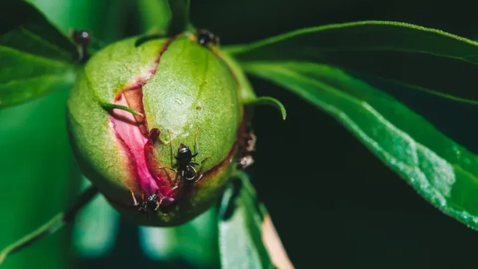 Skruzdėlės apgulė tavo bijūnus? Specialistai įspėja, kad tai gali būti pavojingas ženklas, būtina imtis priemonių