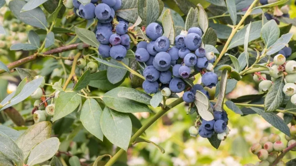 Norite, kad šilauogių krūmas šiemet lenktųsi nuo uogų? Būtinai panaudokite šį produktą, laikas spaudžia