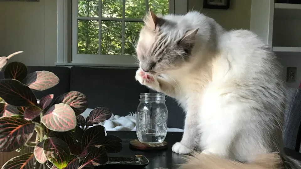 Kodėl jūsų katė geria ne taip, kaip kitos? Už šio įpročio slepiasi gerokai daugiau nei manėte