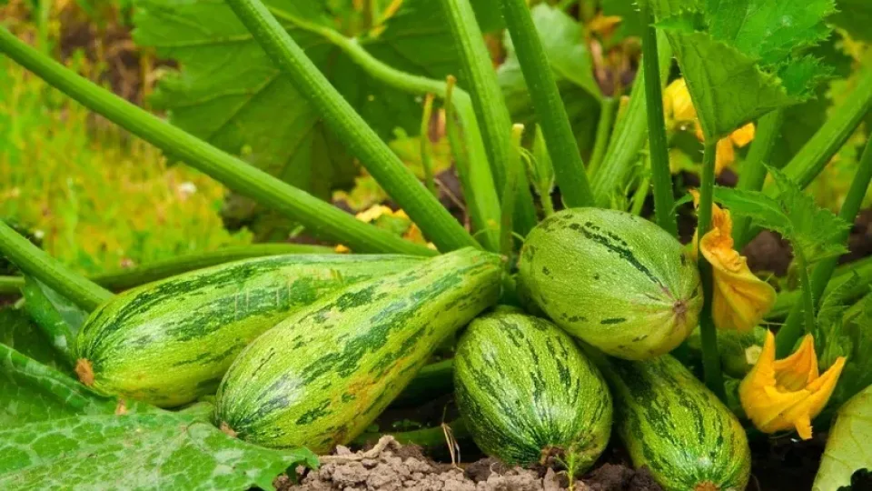 Cukinijos žydi, bet vaisių nematyti? Šis rytinis triukas gali viską apversti aukštyn kojom, sužinokite, ką daryti