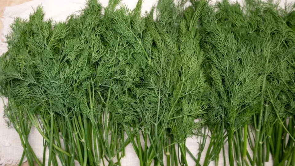 Vienas kvailas įprotis šaldant krapus naikina jų aromatą, bet yra triukas, kuris padės išsaugoti skonį