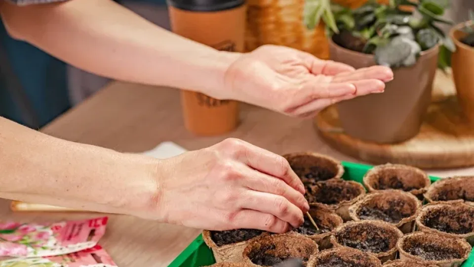 Slaptas sodininkų triukas sausį: pasėjus šias gėles, pavasarį kaimynai liks be žodžių